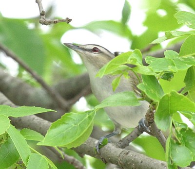 Red-eyed Vireo (Vireo olivaceus) by Kent Nickell