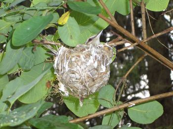 Red-eyed Vireo (Vireo olivaceus) ©WikiC in nest