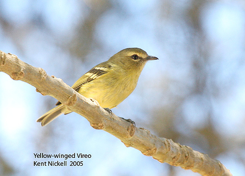 Yellow-winged Vireo (Vireo carmioli) by Kent Nickell
