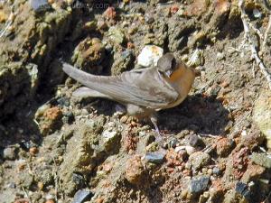 Rock Martin (Ptyonoprogne fuligula) by Ian
