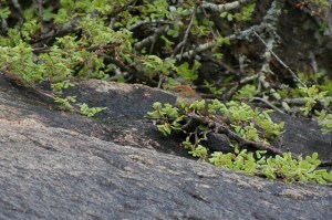 Rock-loving Cisticola (Cisticola emini) ©©algaedoc