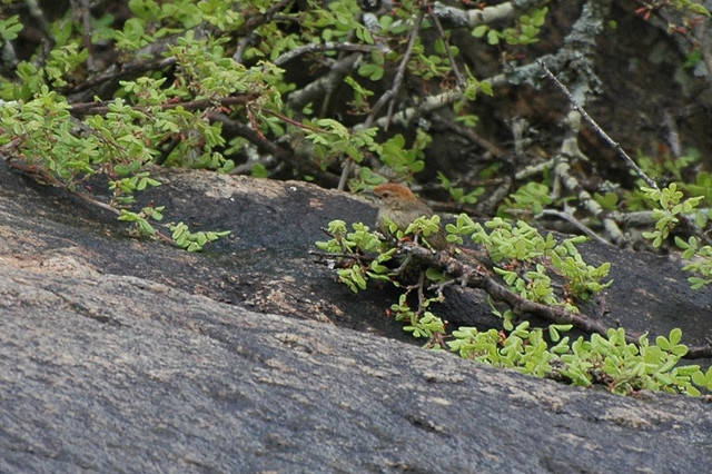 Rock-loving Cisticola (Cisticola emini) ©©algaedoc