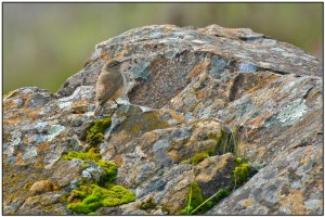 Rock Wren (Salpinctes obsoletus) by Daves BirdingPix