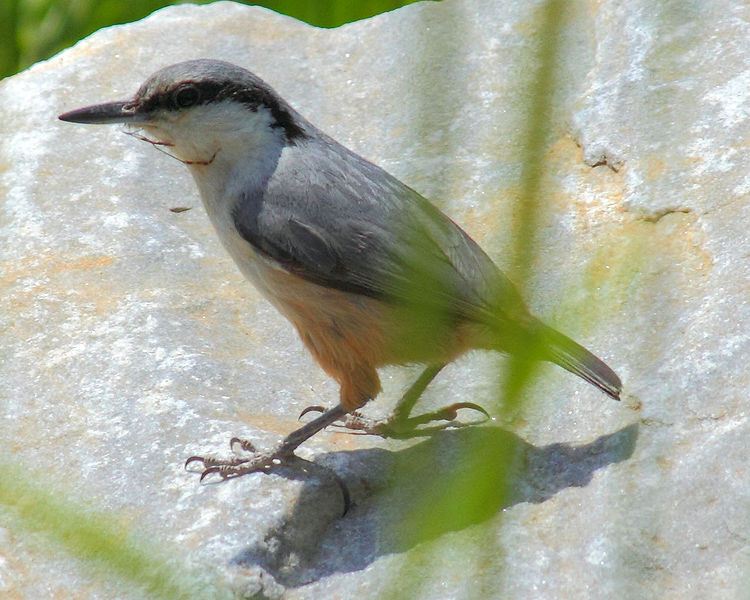 Western Rock Nuthatch (Sitta neumayer) ©WikiC