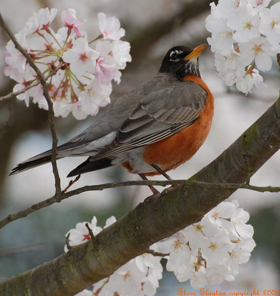 American Robin (Turdus migratorius) by S Slayton