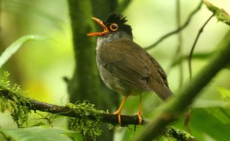 Birds In Christmas Hymns – Carol of the Birds&nbsp;(Re-post)