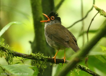 Black-headed Nightingale-Thrush (Catharus mexicanus) by Michael Woodruff