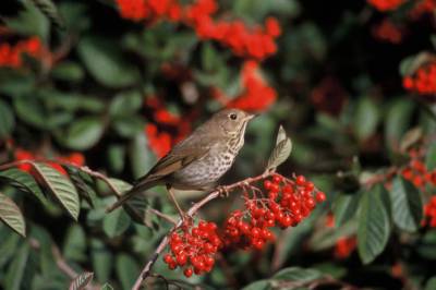 Hermit Thrush (Catharus guttatus) ©USFWS