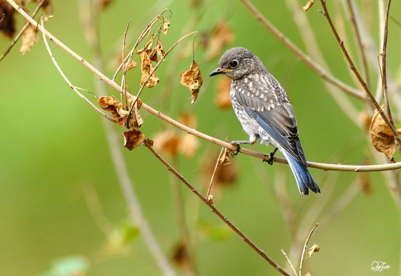 Western Bluebird (Sialia mexicana) juvenile by Quy Tran