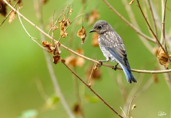 Western Bluebird (Sialia mexicana) juvenile by Quy Tran
