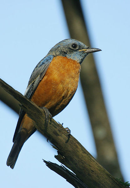 Blue-capped Rock Thrush (Monticola cinclorhyncha) ©WikiC