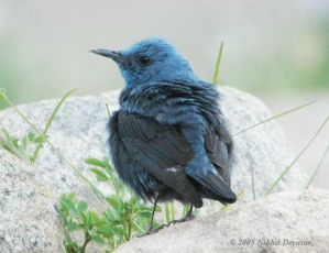 Blue Rock Thrush (Monticola solitarius) by Nikhil Devasar