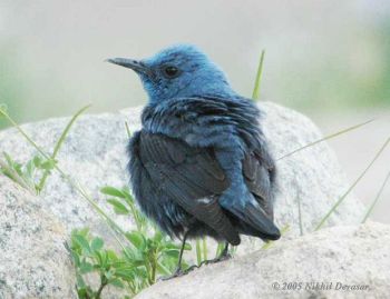 Blue Rock Thrush (Monticola solitarius) by Nikhil Devasar