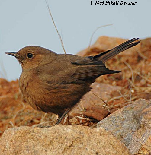 Brown Rock Chat (Cercomela fusca) by Nikhil Devasar