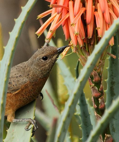 Cape Rock Thrush (Monticola rupestris) ©WikiC