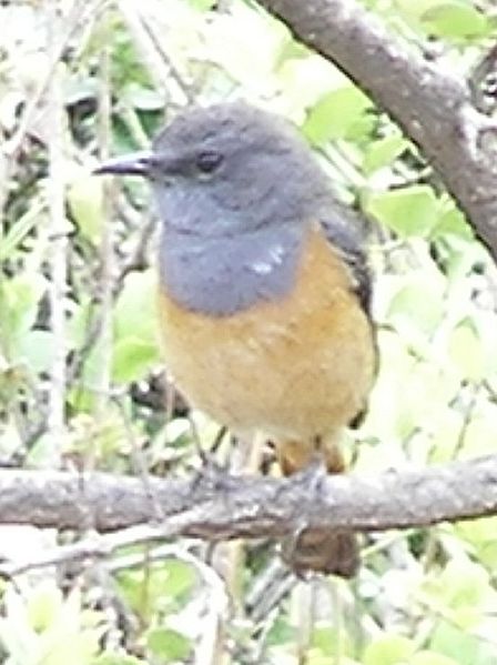 Little Rock Thrush (Monticola rufocinereus) ©WikiC