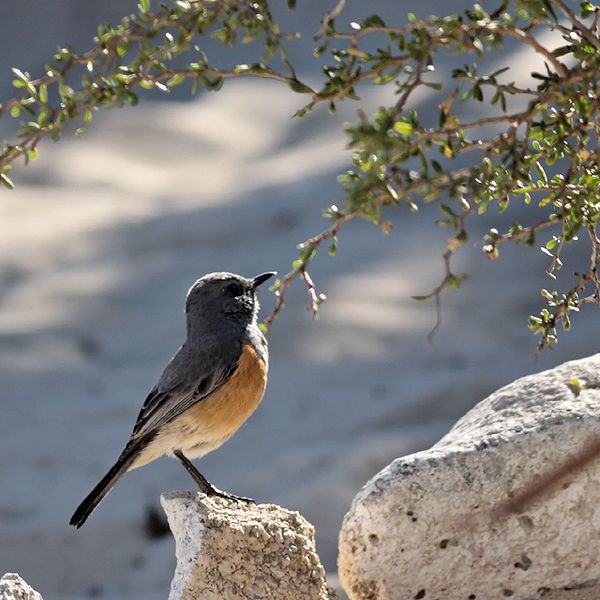 Littoral Rock Thrush (Monticola imerina) ©WikiCitt