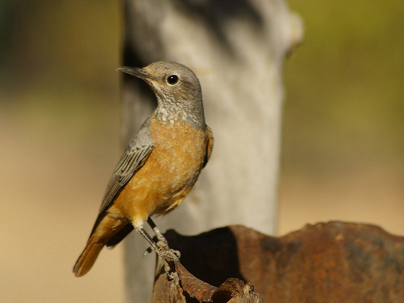 Short-toed Rock Thrush (Monticola brevipes) ©WikiC