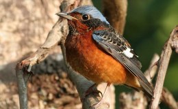 Sunday Inspiration – Rock&nbsp;Birds