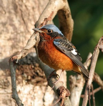 White-throated Rock Thrush (Monticola gularis) by Peter Ericsson