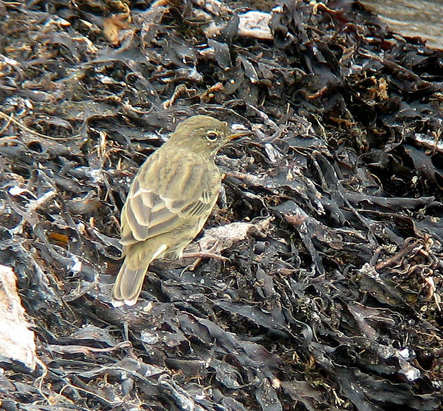 Eurasian Rock Pipit (Anthus petrosus) ©Wiki