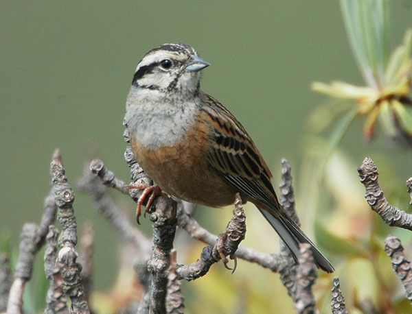 Rock Bunting (Emberiza cia) by Nikhil Devasar