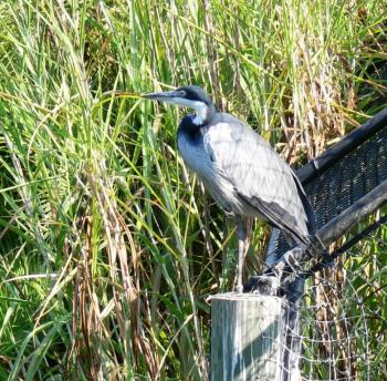Black-headed Heron (Ardea melanocephala) by Lee Lowry Pk Zoo