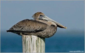 Brown Pelican (Pelecanus occidentalis) by Ray