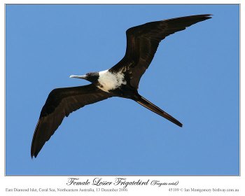 Lesser Frigatebird (Fregata ariel) female by Ian Lesser Frigatebird (Fregata ariel) female by Ian