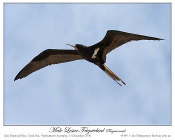 Lesser Frigatebird (Fregata ariel) male by Ian Lesser Frigatebird (Fregata ariel) male by Ian