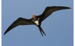 Golden Eagle – Birds Are&nbsp;Free