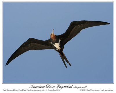 Lesser Frigatebird (Fregata ariel) imm. by Ian