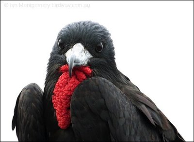 Magnificent Frigatebird (Fregata magnificens) by Ian