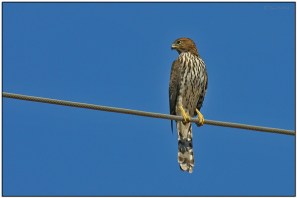  Cooper's Hawk (Accipiter cooperii) by Daves BirdingPix