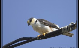 Avian And Attributes –&nbsp;Pearl