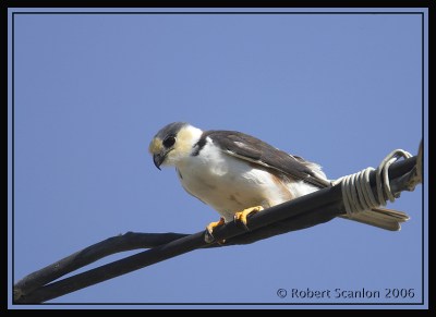Pearl Kite (Gampsonyx swainsonii) by Robert Scanlon