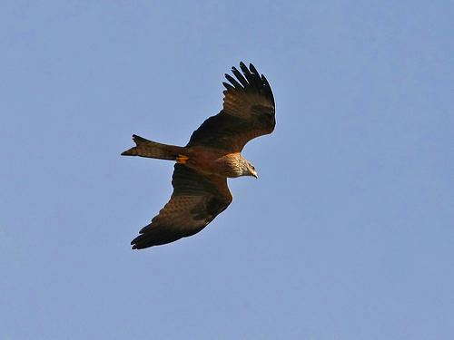 Red Kite (Milvus milvus) by Ian