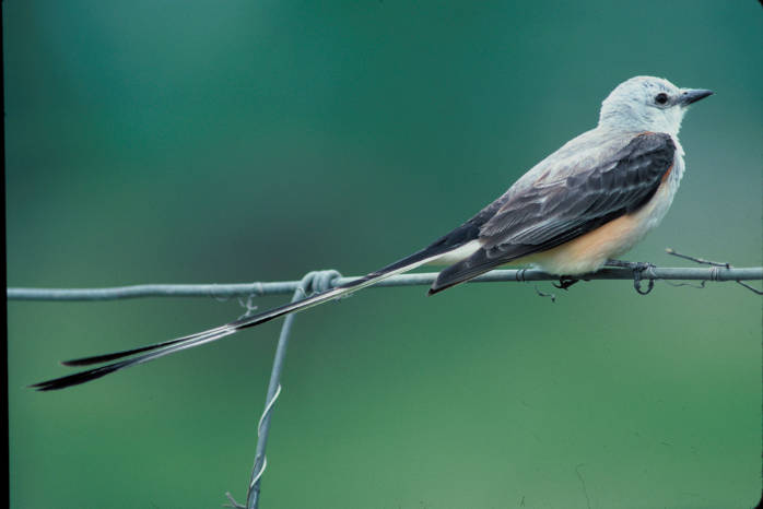 Scissor-tailed Kite (Chelictinia riocourii) ©USFWS