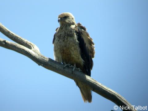 Whistling Kite (Haliastur sphenurus) by Nick Talbot