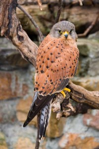 Rock Kestrel (Falco rupicolus) ©©SteveCrane