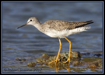 Lesser Yellowlegs (Tringa flavipes) by Robert Scanlon