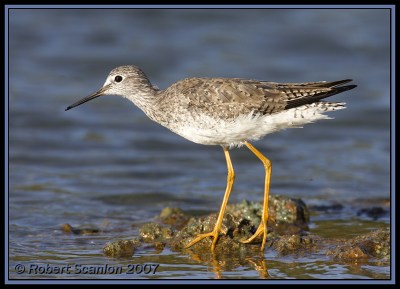 Lesser Yellowlegs (Tringa flavipes) by Robert Scanlon