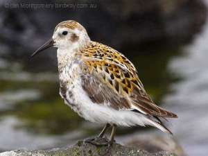 Rock Sandpiper (Calidris ptilocnemis) by Ian