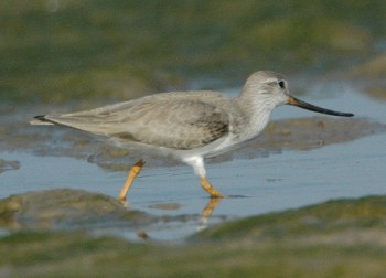 Terek Sandpiper (Xenus cinereus) by Nikhil Devasar