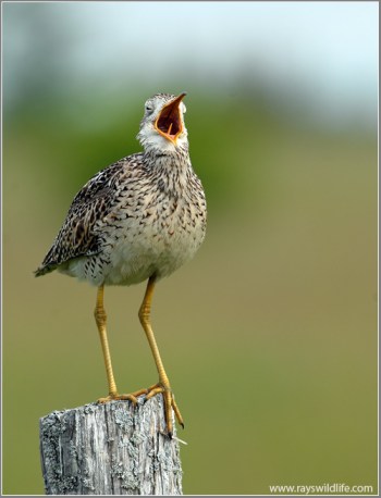 Upland Sandpiper (Bartramia longicauda) by Ray