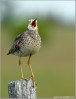 Upland Sandpiper (Bartramia longicauda) by Ray