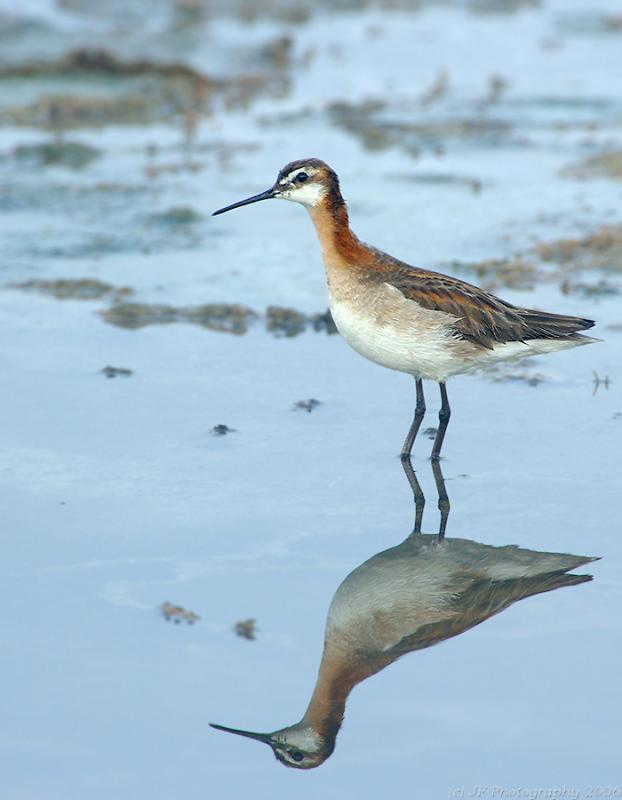 Wilson's Phalarope (Phalaropus tricolor) by J Fenton