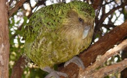 Truly Strange Bird – Creation&nbsp;Moments