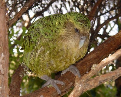Kakapo (Strigops habroptila) ©Dept of Conservation