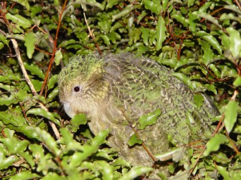 Kakapo (Strigops habroptila) ©WikiC showing camaflage